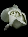 Una rosa Una rosa
