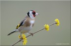 Cardellino Cardellino
