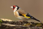 Cardellino (Carduelis carduelis)