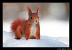 Scoiattolo Rosso Scoiattolo Rosso