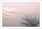 Rosa di sera Rosa di sera