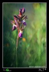 ...Luce naturale o... ...Luce naturale o...