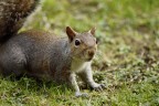 Scoiattolino Scoiattolino