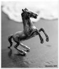 cavallino cavallino