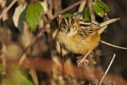 Beccamoschino ( Cisticola juncidis ) Beccamoschino ( Cisticola juncidis )