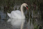 cigno marchiato cigno marchiato