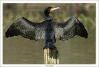 Cormorano