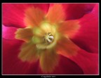 Inside a flower