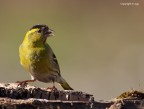 Lucherino eurasiatico (Carduelis spinus) Lucherino eurasiatico (Carduelis spinus)