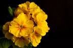 giallo giallo