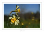 contraposte contraposte