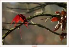 Una foglia, la vita Una foglia, la vita
