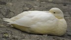 Germano reale.. albino Germano reale.. albino