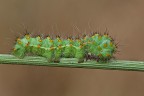 Saturnia pavoniella Saturnia pavoniella