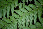 Silver Fern Silver Fern
