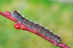 Malacosoma neustria (Linnaeus, 1758)