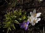 crocus bianchi e viola