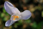 Crocus Crocus
