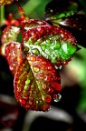 foglia rossa foglia rossa