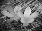 Crocus