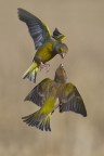 Battaglia in volo Battaglia in volo