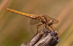 Orthetrum brunneum