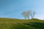 Alberi Alberi