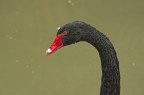 Cigno Nero Cigno Nero