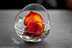 So red the rose So red the rose