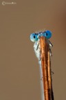 Damigella timida Damigella timida