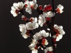 Primi fiori