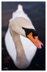 Cigno Cigno
