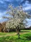 primavera primavera