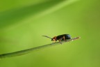 Oulema melanopus Oulema melanopus