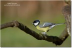 Cinciallegra(Parus major)