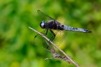 Libellula fulva Libellula fulva