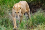 Leonessa - Ndutu Tanzania Leonessa - Ndutu Tanzania