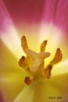 dentro un tulipano dentro un tulipano