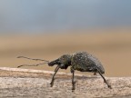 coleottero-otiorrhynchus niger coleottero-otiorrhynchus niger