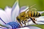 nel mio giardino nel mio giardino