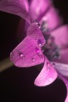 Fiore macro Fiore macro