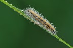 Le infinite perle di un cucciolo di farfalla Le infinite perle di un cucciolo di farfalla