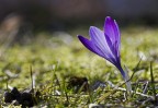 Crocus Selvatica #2 Crocus Selvatica #2