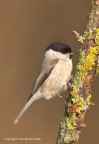 Cincia bigia (Parus palustris) Cincia bigia (Parus palustris)