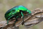 Cetonia aurata Cetonia aurata