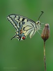 Papilio machaon