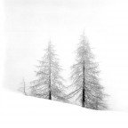 Rolleiflex Xenotar 2.8
Neopan 400@200 in Rodinal 1+50 x 8'
Scansione da negativo