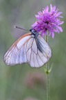 aporia aporia