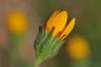 Tra i fiori Tra i fiori