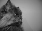 micia 2 micia 2